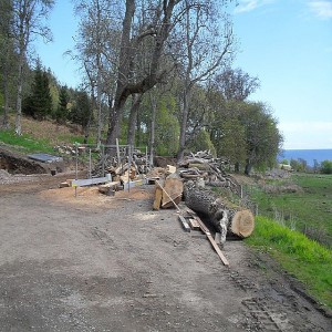 يسهم استخدام تفل قصب السكر في تقليل إزالة
الغابات والطلب على الخشب البكر